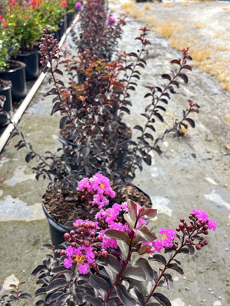lagerstroemia-crape-myrtle