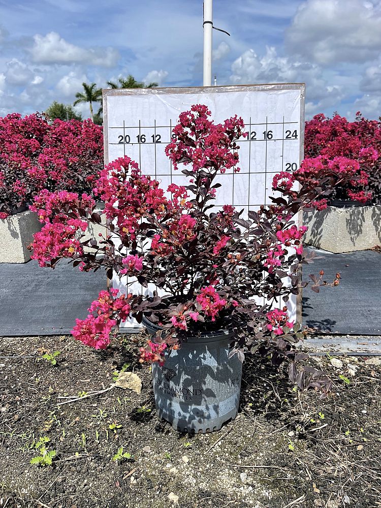lagerstroemia-crape-myrtle