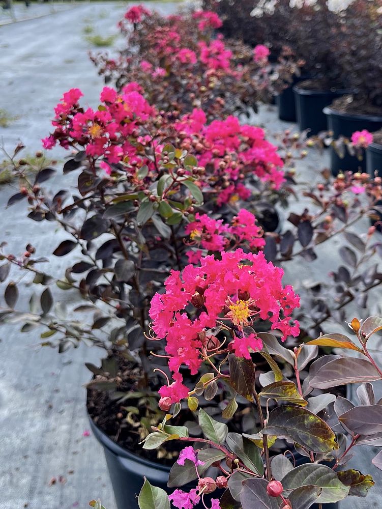 lagerstroemia-crape-myrtle