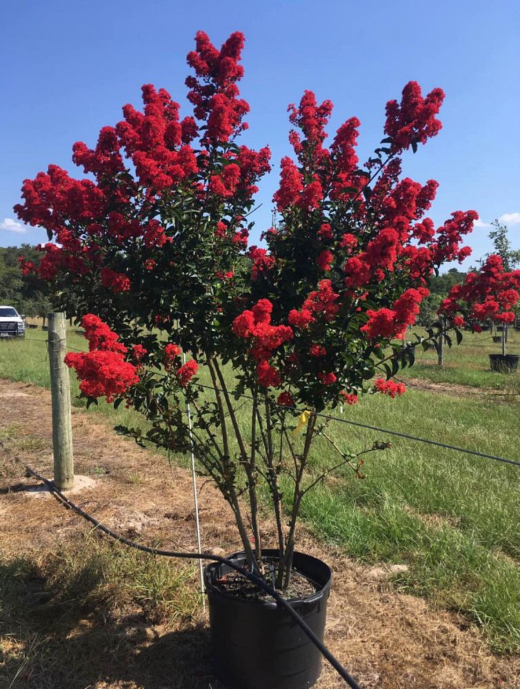 lagerstroemia-crape-myrtle