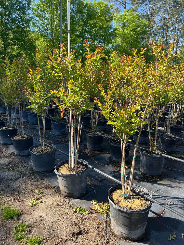 lagerstroemia-crape-myrtle