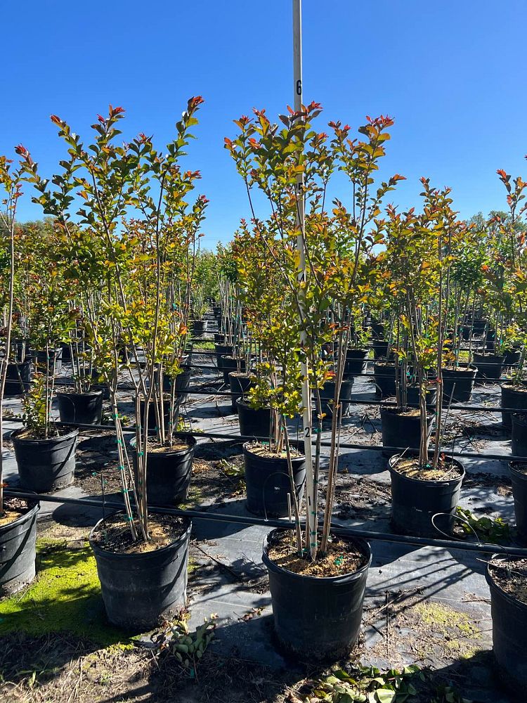 lagerstroemia-crape-myrtle