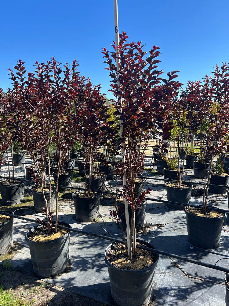 lagerstroemia-crape-myrtle