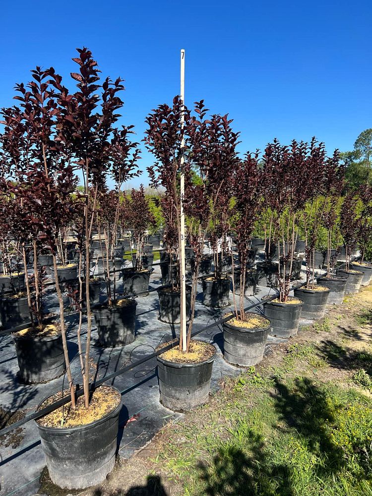 lagerstroemia-crape-myrtle