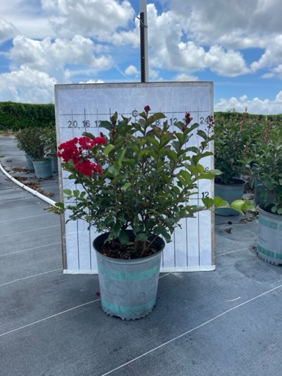 lagerstroemia-crape-myrtle