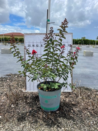 lagerstroemia-crape-myrtle