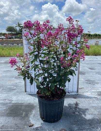 lagerstroemia-crape-myrtle