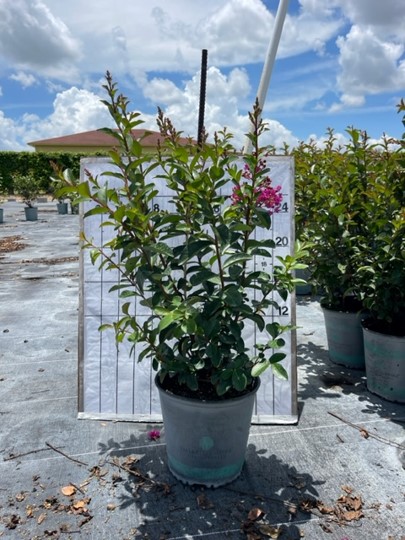 lagerstroemia-crape-myrtle