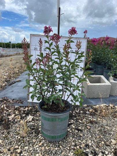 lagerstroemia-crape-myrtle