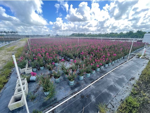 lagerstroemia-crape-myrtle