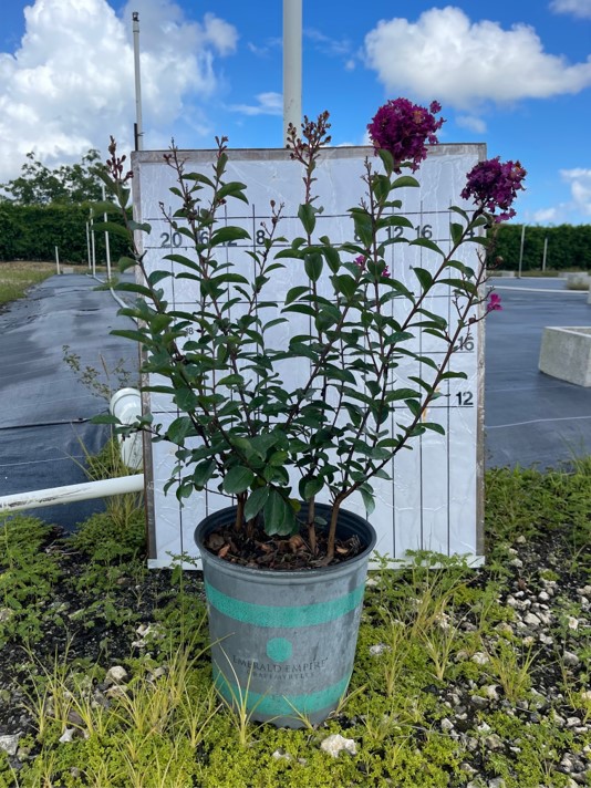 lagerstroemia-crape-myrtle