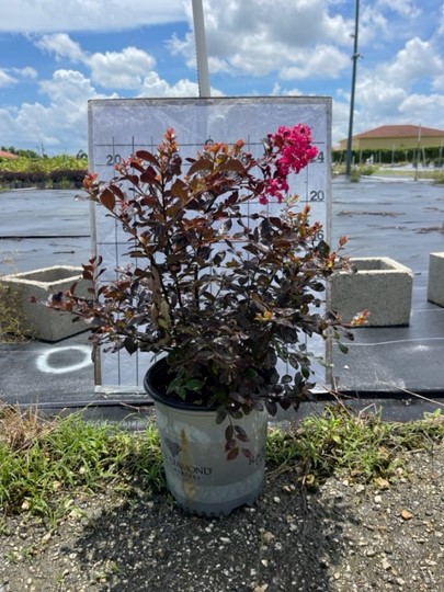 lagerstroemia-crape-myrtle