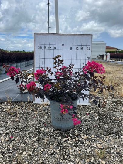 lagerstroemia-crape-myrtle