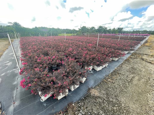 lagerstroemia-crape-myrtle