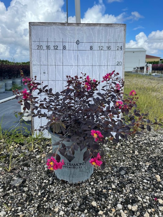 lagerstroemia-crape-myrtle