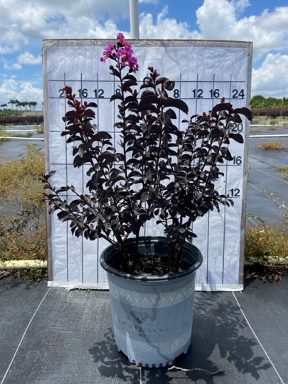 lagerstroemia-crape-myrtle
