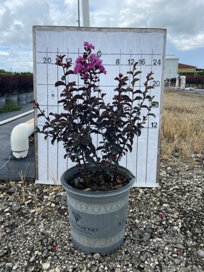 lagerstroemia-crape-myrtle