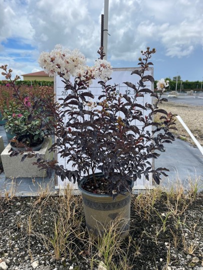 lagerstroemia-crape-myrtle