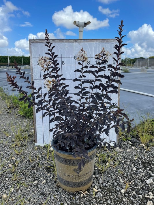 lagerstroemia-crape-myrtle
