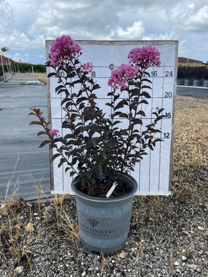 lagerstroemia-crape-myrtle