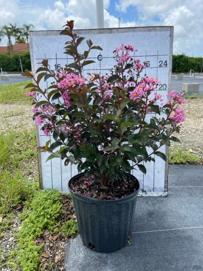 lagerstroemia-crape-myrtle