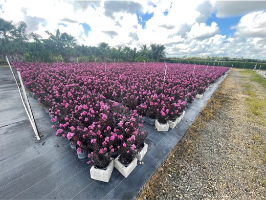 lagerstroemia-crape-myrtle
