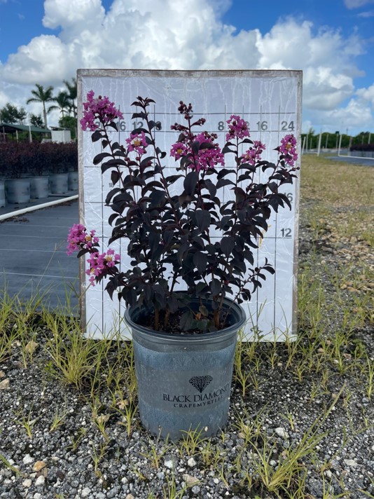 lagerstroemia-crape-myrtle