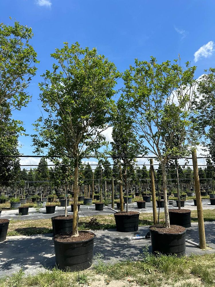 lagerstroemia-crape-myrtle