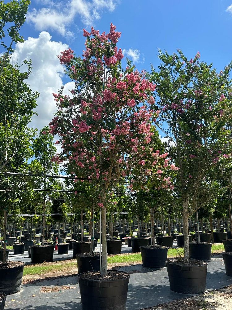 lagerstroemia-crape-myrtle