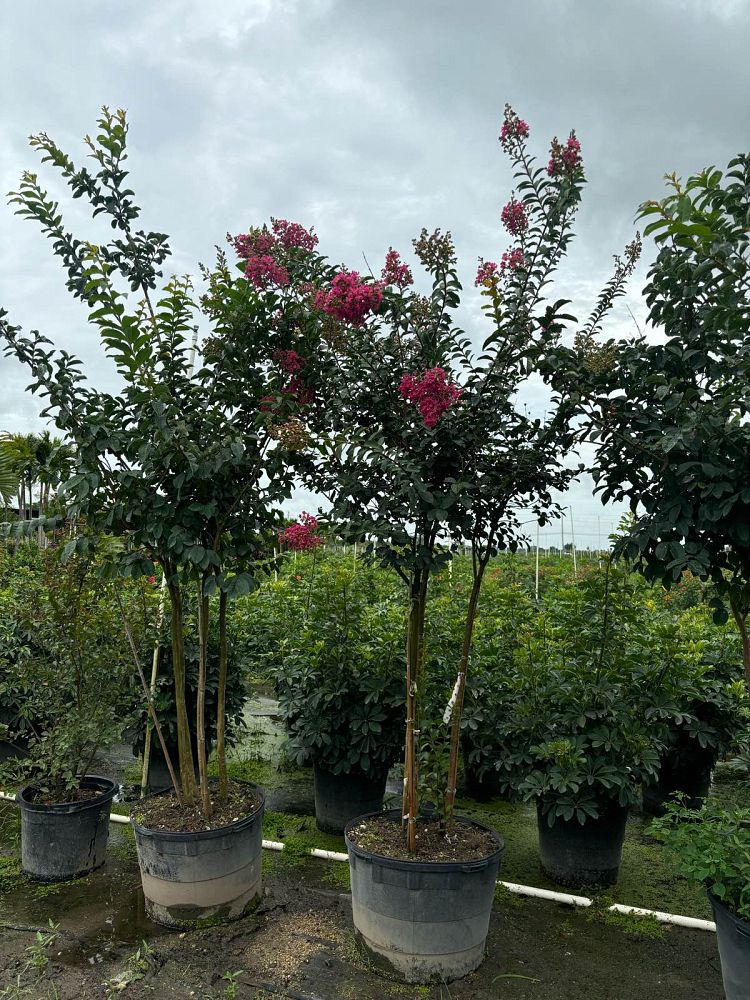 lagerstroemia-crape-myrtle