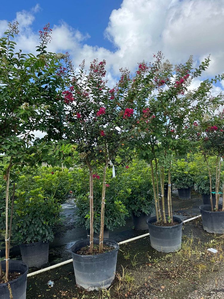 lagerstroemia-crape-myrtle