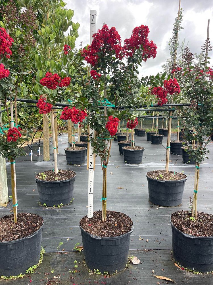 lagerstroemia-crape-myrtle