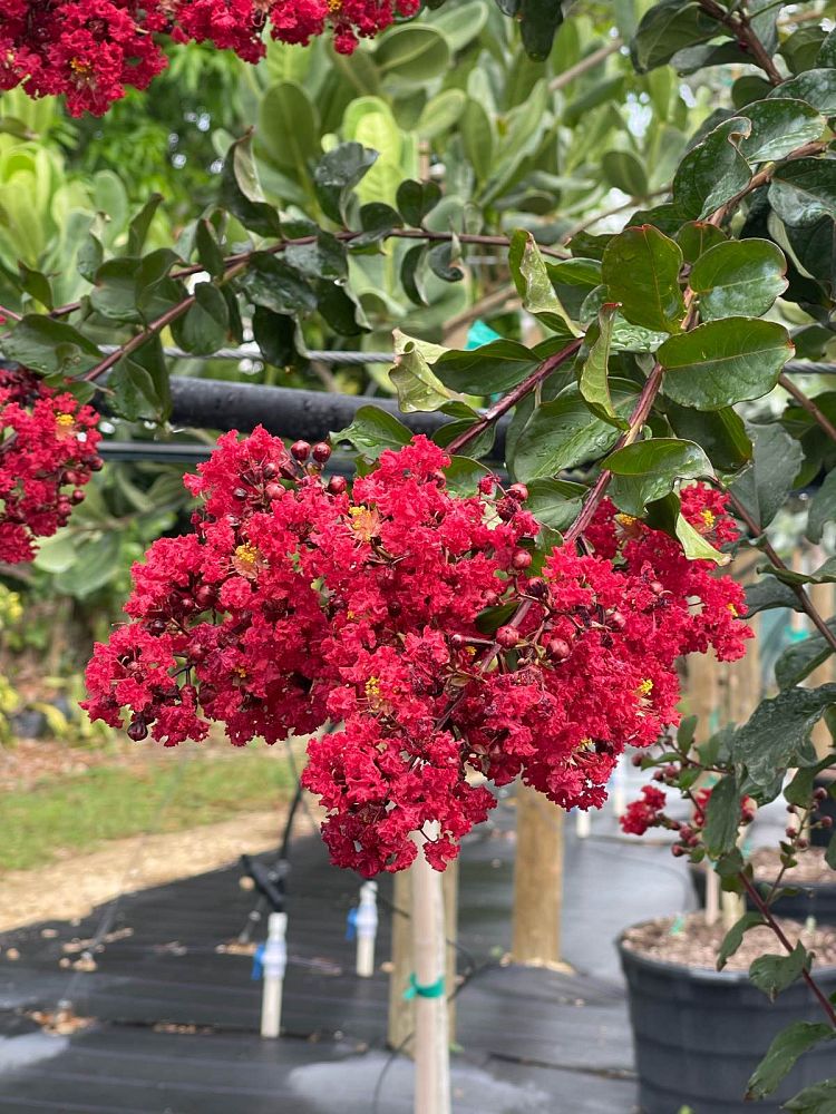 lagerstroemia-crape-myrtle