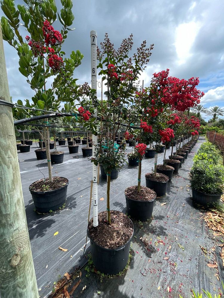 lagerstroemia-crape-myrtle