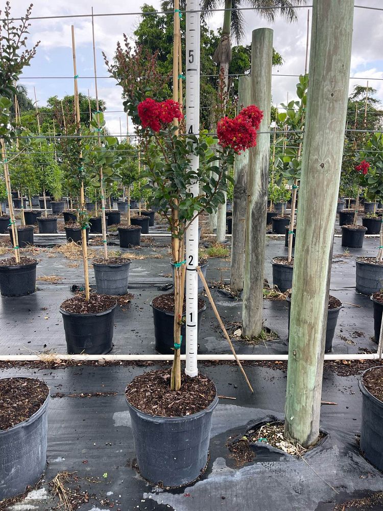 lagerstroemia-crape-myrtle