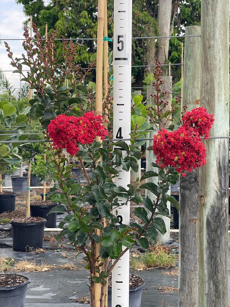 lagerstroemia-crape-myrtle