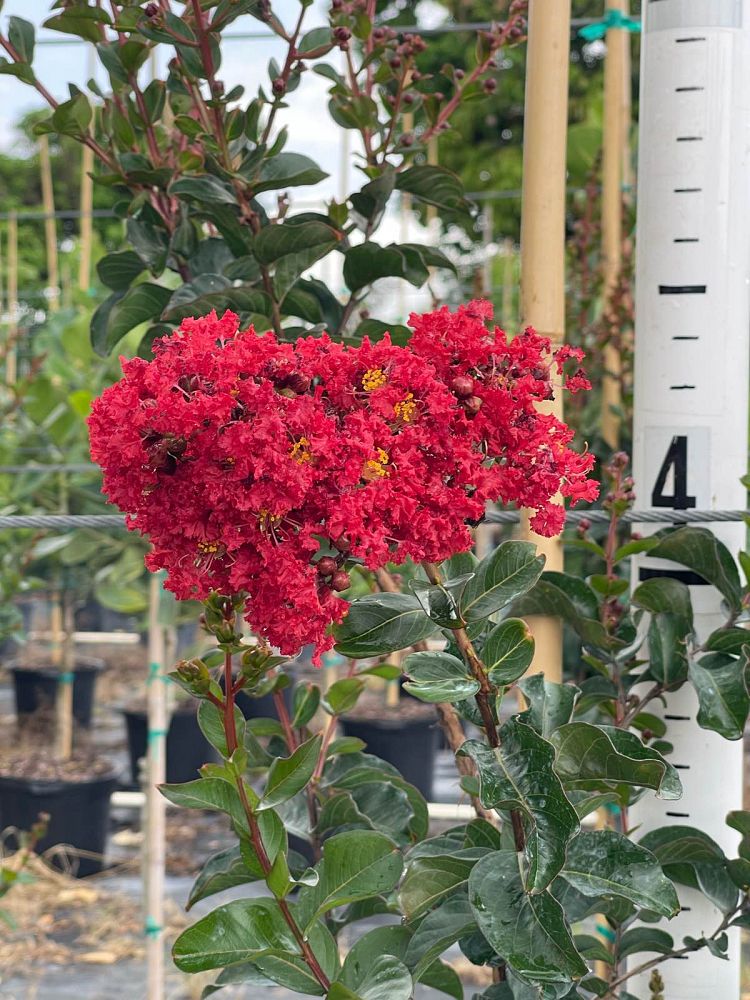 lagerstroemia-crape-myrtle