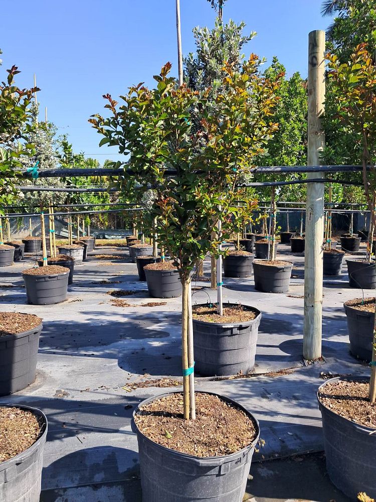 lagerstroemia-crape-myrtle
