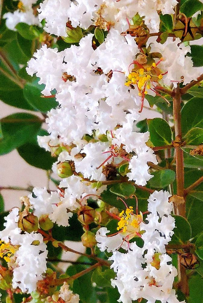 lagerstroemia-crape-myrtle