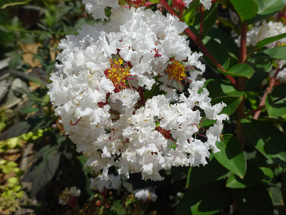 lagerstroemia-crape-myrtle