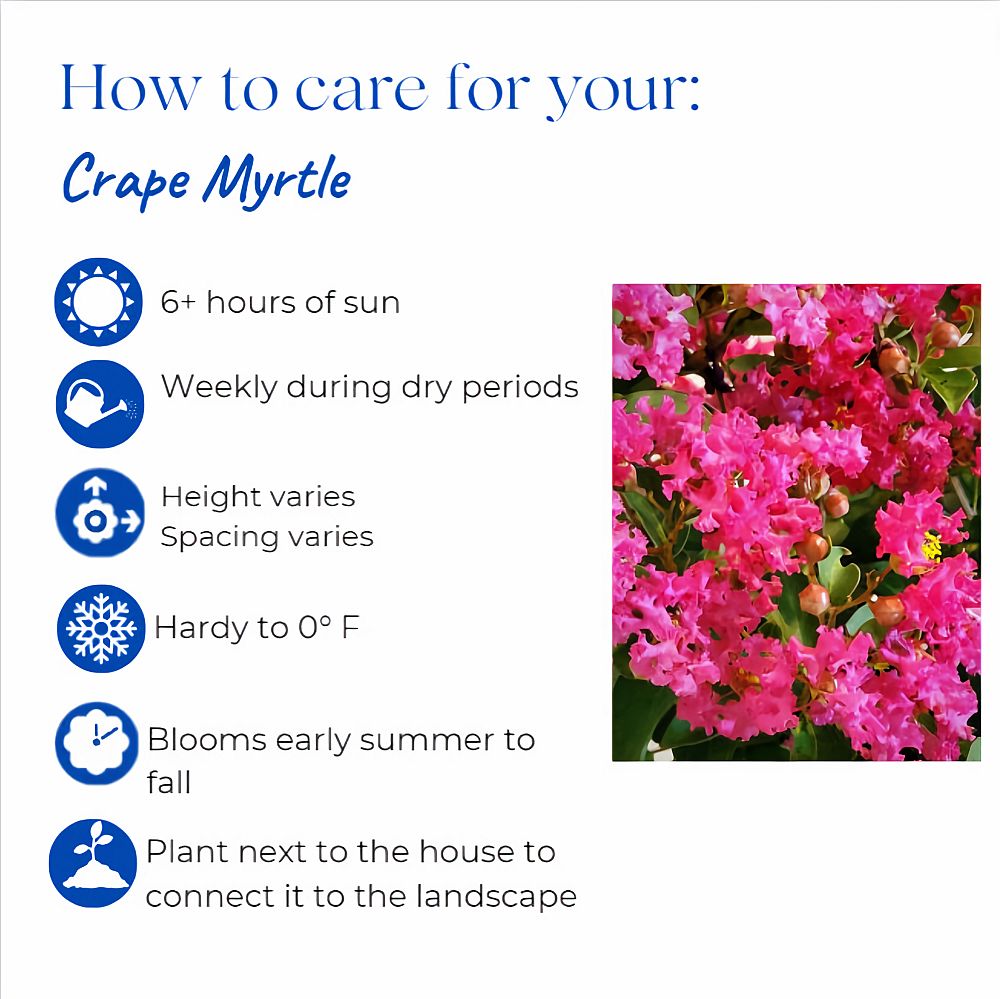 lagerstroemia-crape-myrtle