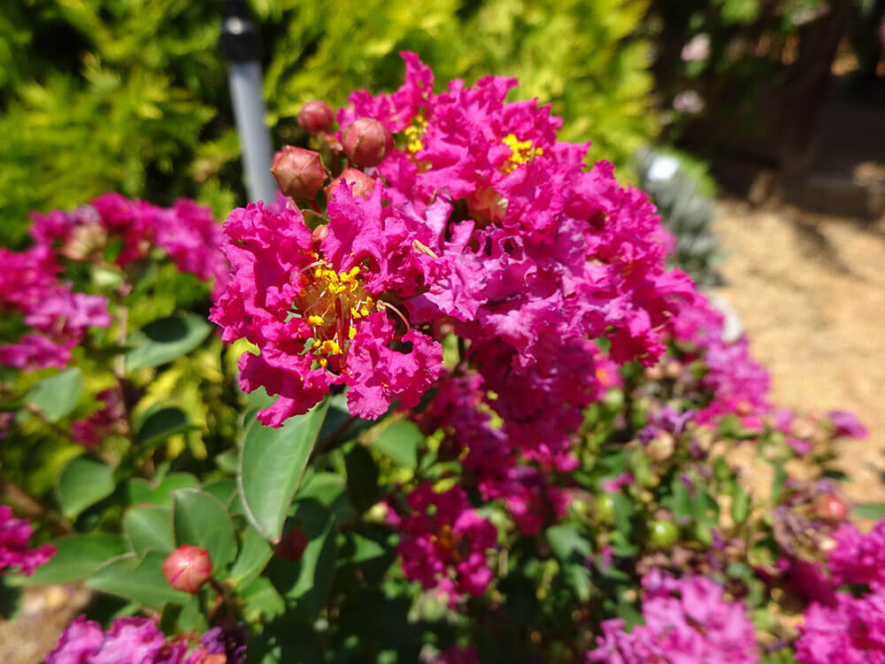 lagerstroemia-crape-myrtle