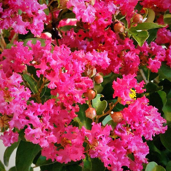 lagerstroemia-crape-myrtle