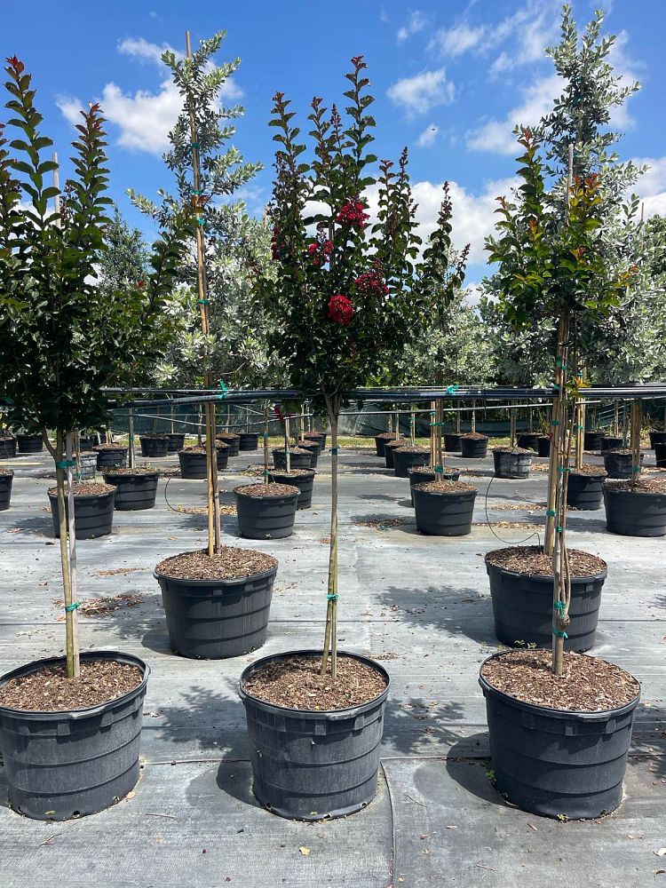 lagerstroemia-crape-myrtle