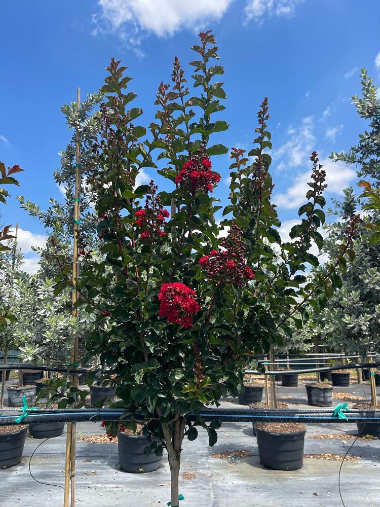 lagerstroemia-crape-myrtle