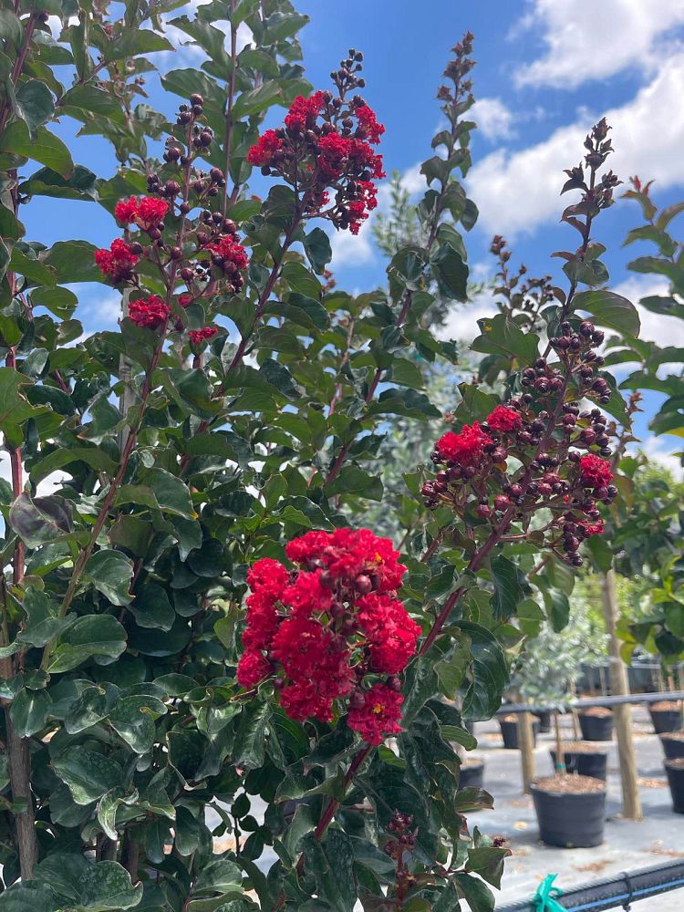 lagerstroemia-crape-myrtle