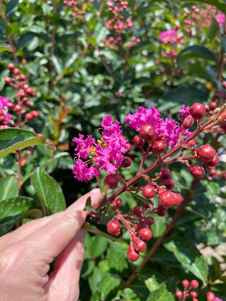 lagerstroemia-crape-myrtle