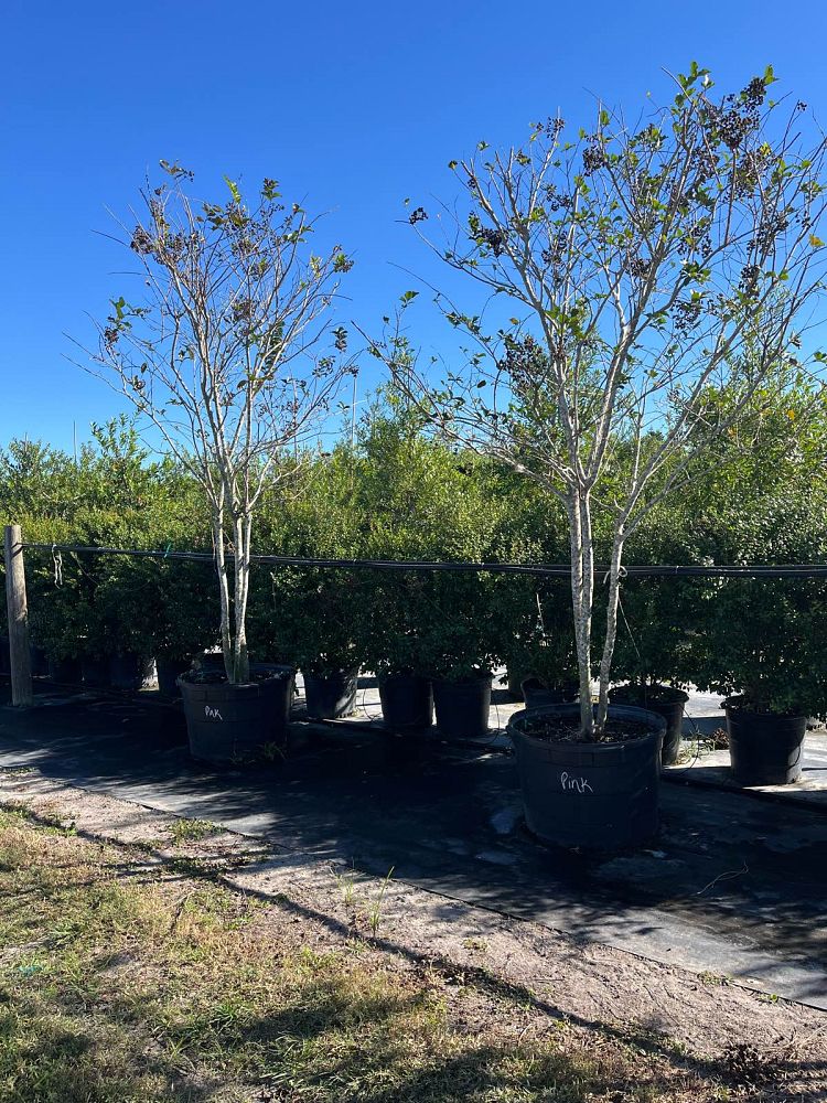 lagerstroemia-crape-myrtle