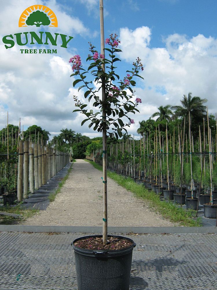 lagerstroemia-crape-myrtle