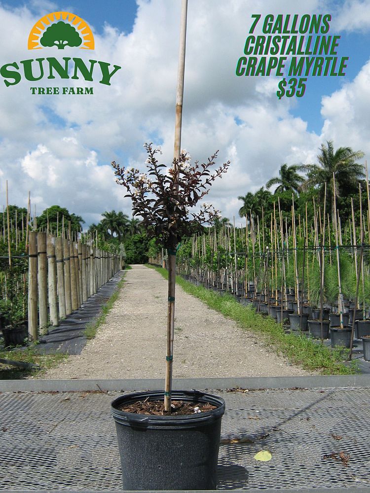 lagerstroemia-crape-myrtle